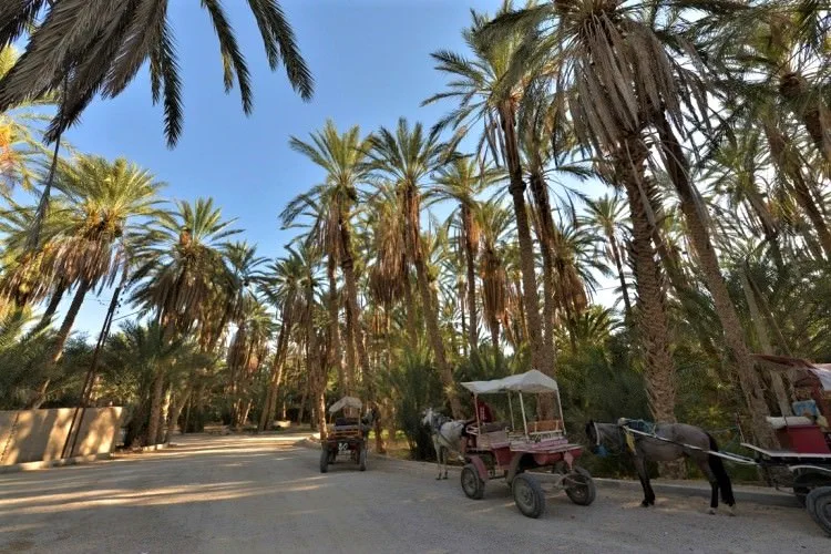 Calesa palmeral Tozeur Ruta Túnez